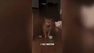I Go Meow Cat Original Meme Template