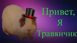 Знакомство с морскими свинками