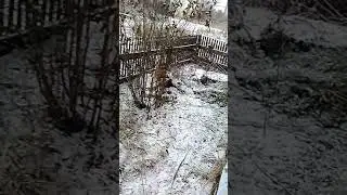 Путин удивился увидев это видео! 2020 год!