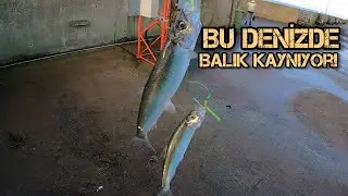 Ringa avı-Bu Denizde Balık Kaynıyor! -1 Derecede Ringa Avı/İsveç-Helsingborg