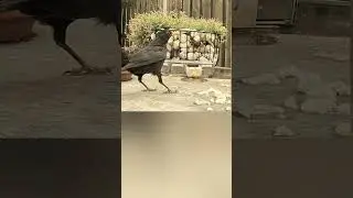 Я тоже люблю кешью!😄 Молодой дрозд таскает орехи у ворон. 