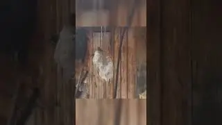 Жир для диких птиц.