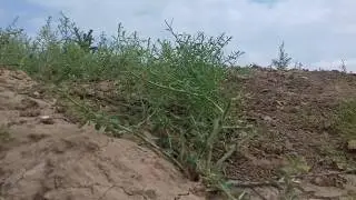 Верблюжья колючка Галина