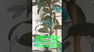 Цветы уход , подкормка бальзам корень широкого спектра действия 