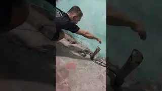 Ular King Cobra