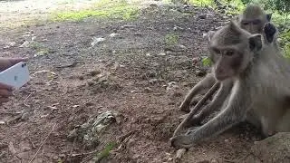 Monkeys family love. #monkey #animal #nature