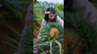 fakta Unik Buah Nanas/buah unik#suasanakampung #suasanadesa #buah #shorts