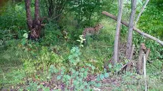 Леопард и кот в вольере Центра реабилитации