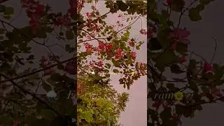 Feel the beauty of rain! 🌧️🎵🤍
