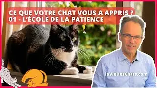 CE QUE VOTRE CHAT VOUS A APPRIS ? LA PATIENCE. EXERCICE !