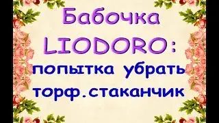 ОРХИДЕЯ-бабочка LIODORO:просто убрать ТОРФ.СТАКАНЧИК или ПЕРЕСАДИТЬ...