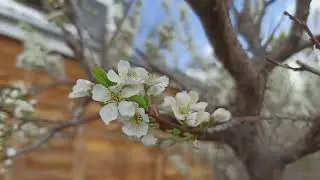 Южный Урал. Слива зацвела! Альхамдулилля.