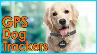 Best GPS Dog Trackers and Pet Collars [Top 5 Picks]