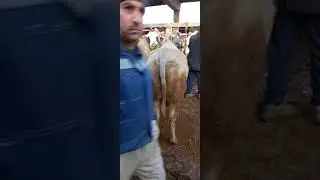 молбозор хистевар 