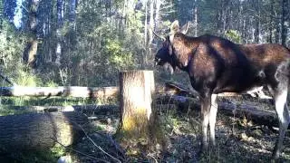Лось на солонце