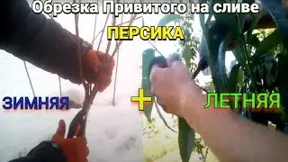 2 обрезки Привитого на сливу персика 2 год после прививки.