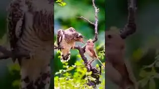 Birds 🐦 #shorts #viral #trending #birds #wildlife
