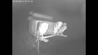 Coming and Going Of #LucySidOwlets, Part 14.  Owl Box OSC - 6/18/23 - 11:53 pm