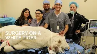 Surgery on A White Tiger