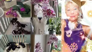 Щенки растут 🐕🐶Как я поливаю свои орхидеи 🌷Катаюсь на трехколёсном велосипеде 🚴