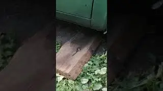 Окуша захромала.