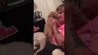 10 week old male toy poodle for sale in Mississippi