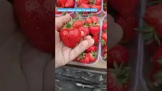 18 мая 2022 первый сбор, май не радует погодой...
