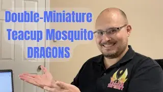Double-Miniature Teacup Mosquito Dragons