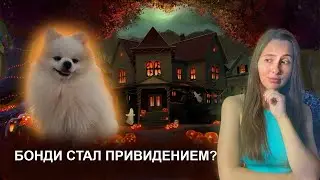 Хеллоуин со шпицем. Как я сама делаю костюм для Бонди