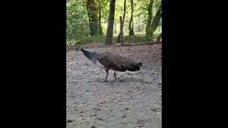 Encounter with a peahen & her baby