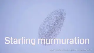 Best Starling Murmuration 4K