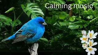 Relaxing Music For Stress Relief