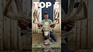 TOP 5 Bucks Killed This Year! #2