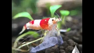 Pure Red Line (PRL) - What is a PRL? Breeding Tips and How to Grade PRL