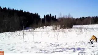 Лиса в фотоловушке