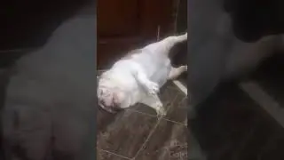 When your Dog had a busy work day 😂 #Shorts