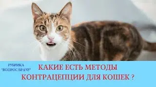 27.04.18 Контрацепция кошек без проведения стерилизации