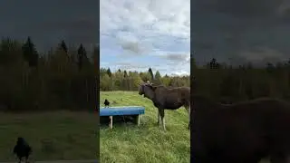 Гоша учит Шоколадика пугать людей 😅 