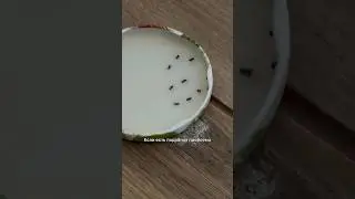 Муравьи захватили наш дом😱😨