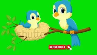 two bird talking & one bird talking... no copy right (Free)... green screen video...