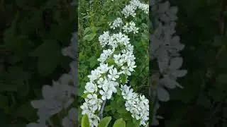 Влияние заморозков