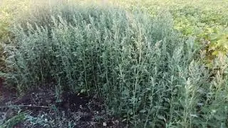 Соя Whitby. No till буде!!!