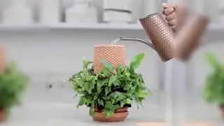 Как сажать растения на поверхность MagicPlanter