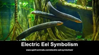 Electric Eel Symbolism