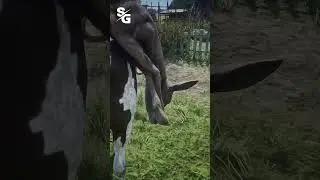 The Horse did WHAT in Red Dead Redemption 2..