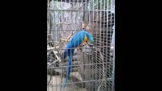 Papuga w Palmiarni w Poznaniu