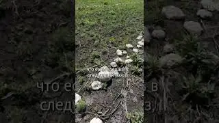 Поле чудес