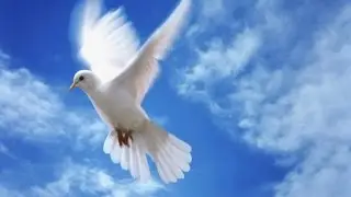 На Украине будет мир!!!