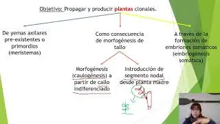 Cultivo in vitro P1 Video