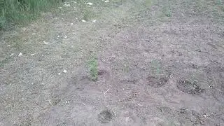 2 мая. Посадка слив.
